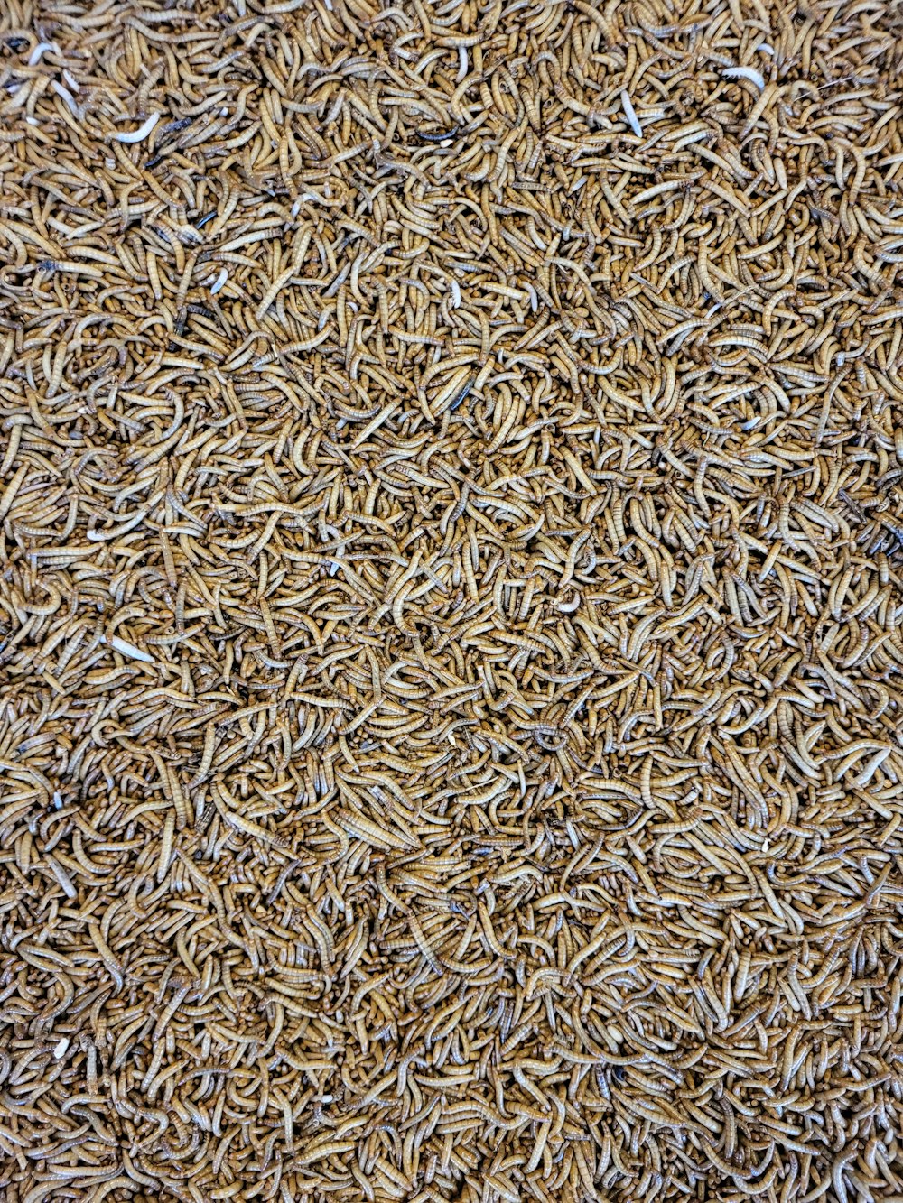 gros plan d’un tas de riz brun