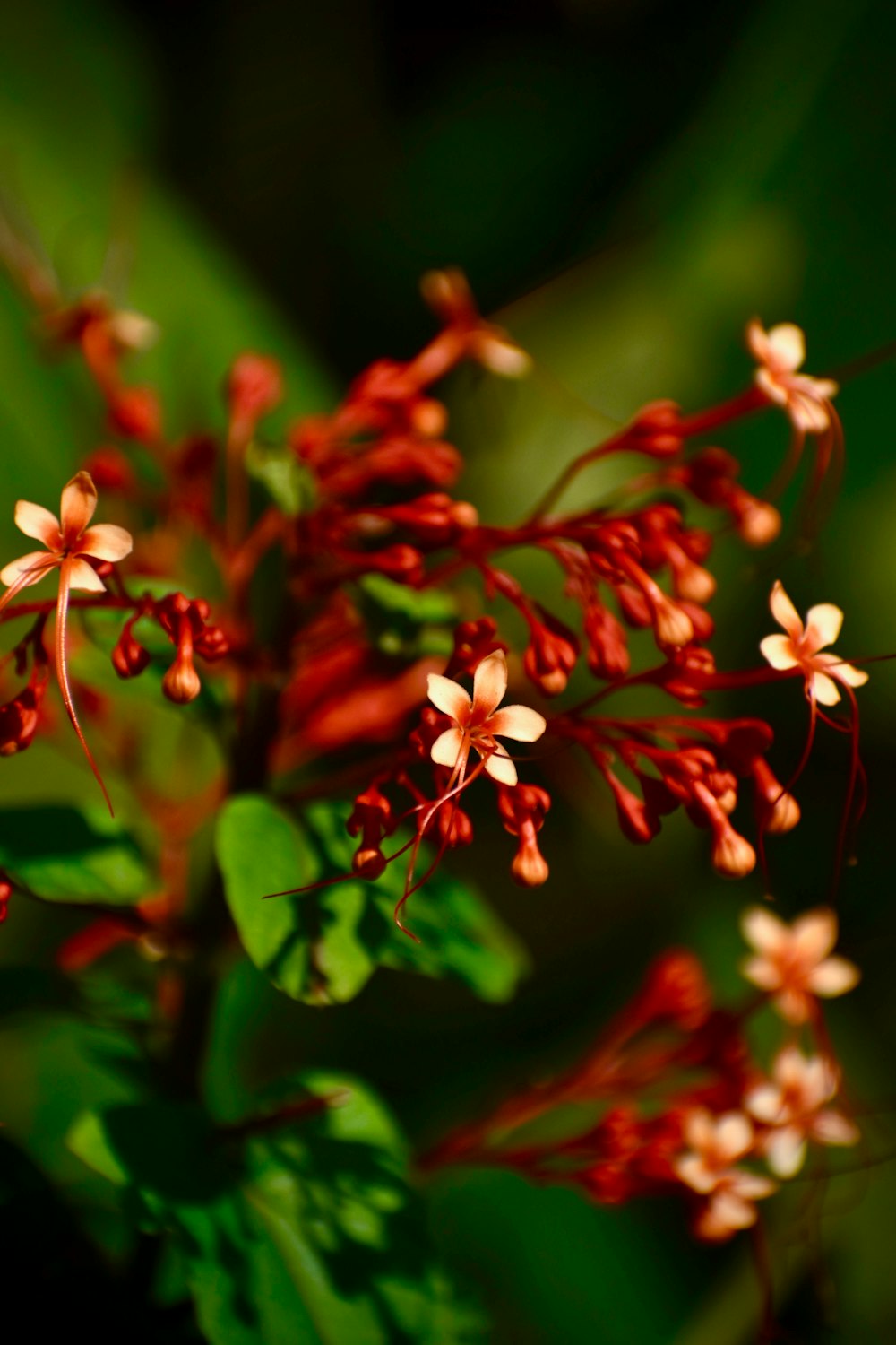 a close up of a bunch of red flowers