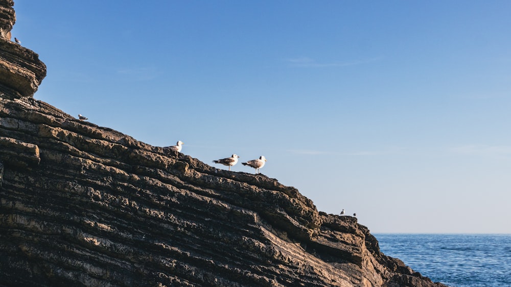 three seagulls sitting on a rocky cliff by the ocean