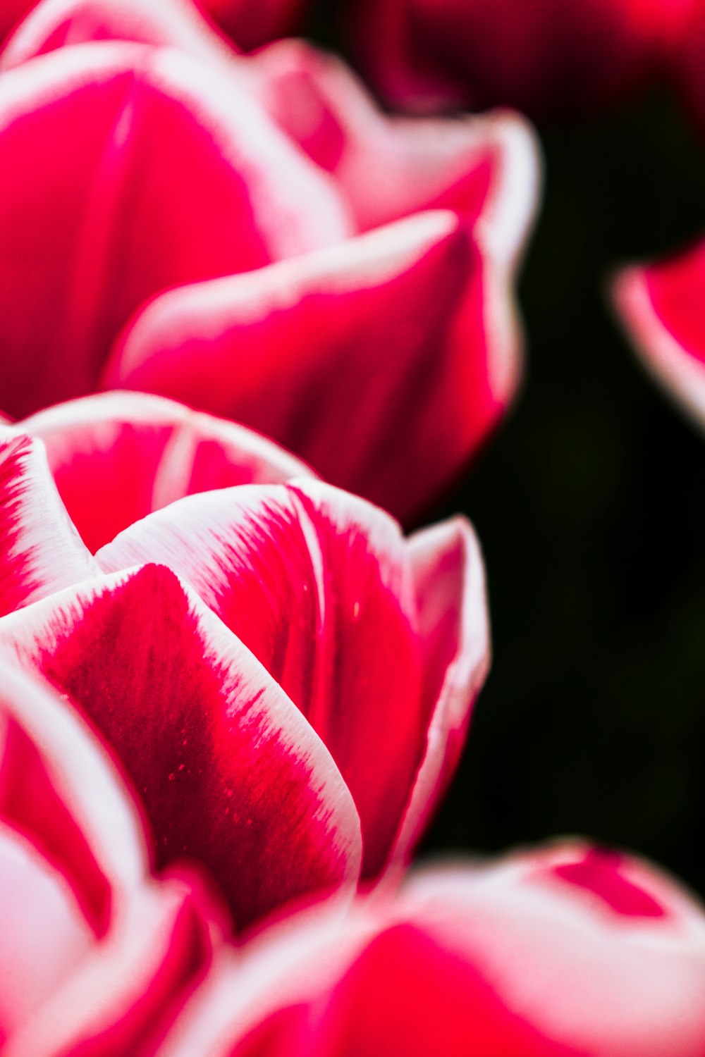 a close up of a red and white flower