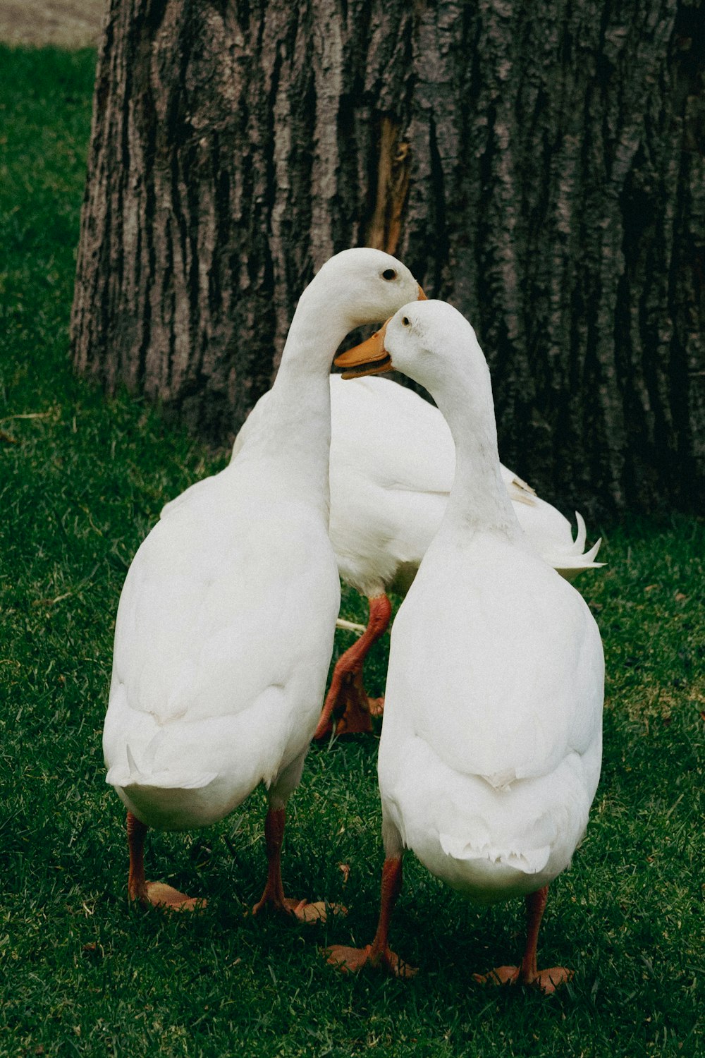 a couple of white ducks standing next to a tree