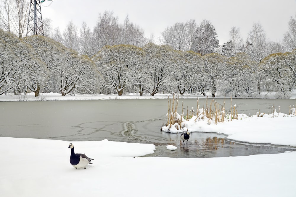 a couple of birds walking across a snow covered field