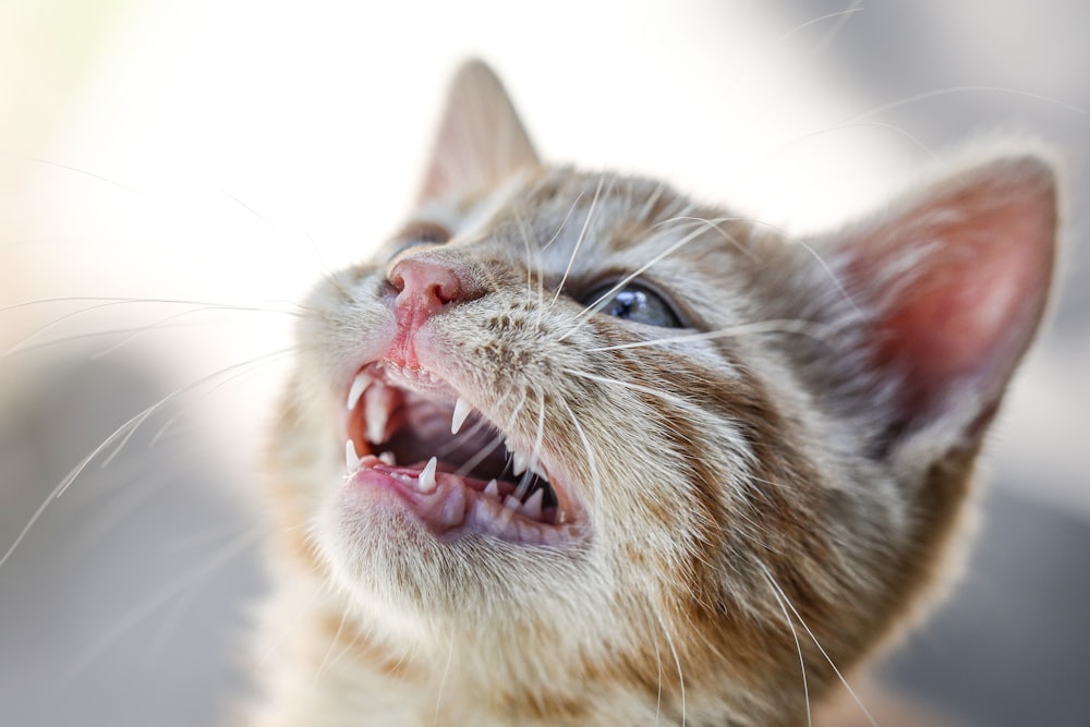 a close up of a cat with its mouth open