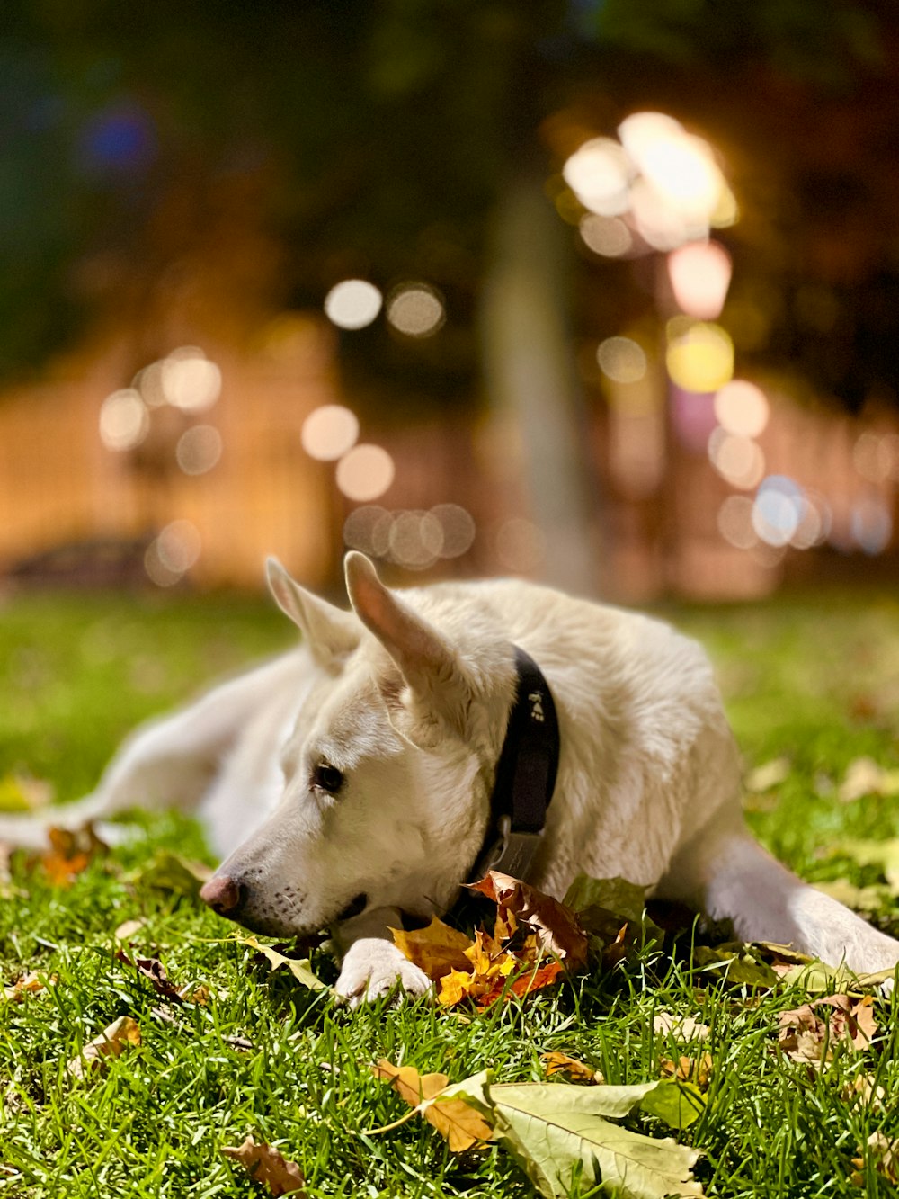 a white dog laying on top of a lush green field