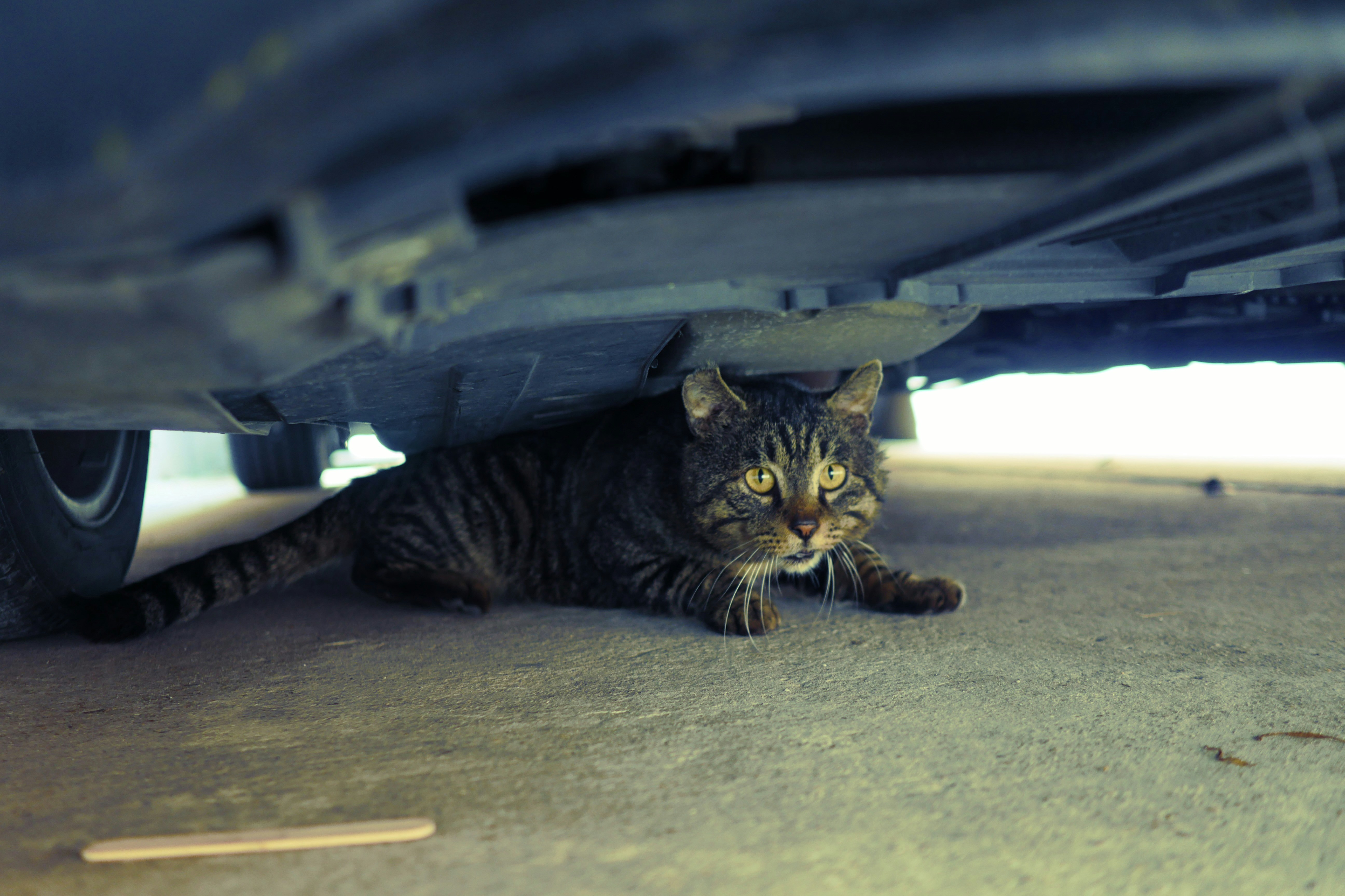 a cat laying underneath a car on the ground