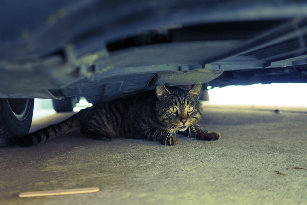 a cat laying underneath a car on the ground