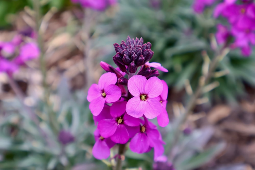 a close up of a purple flower in a garden