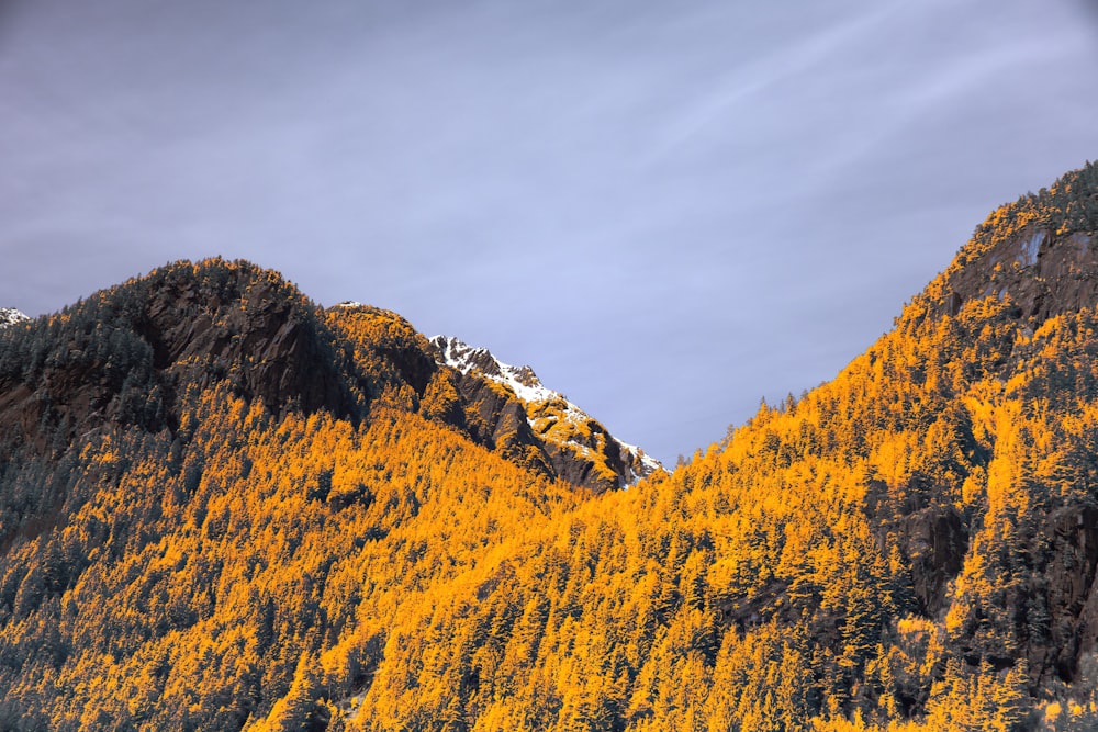 a mountain covered in yellow trees under a blue sky