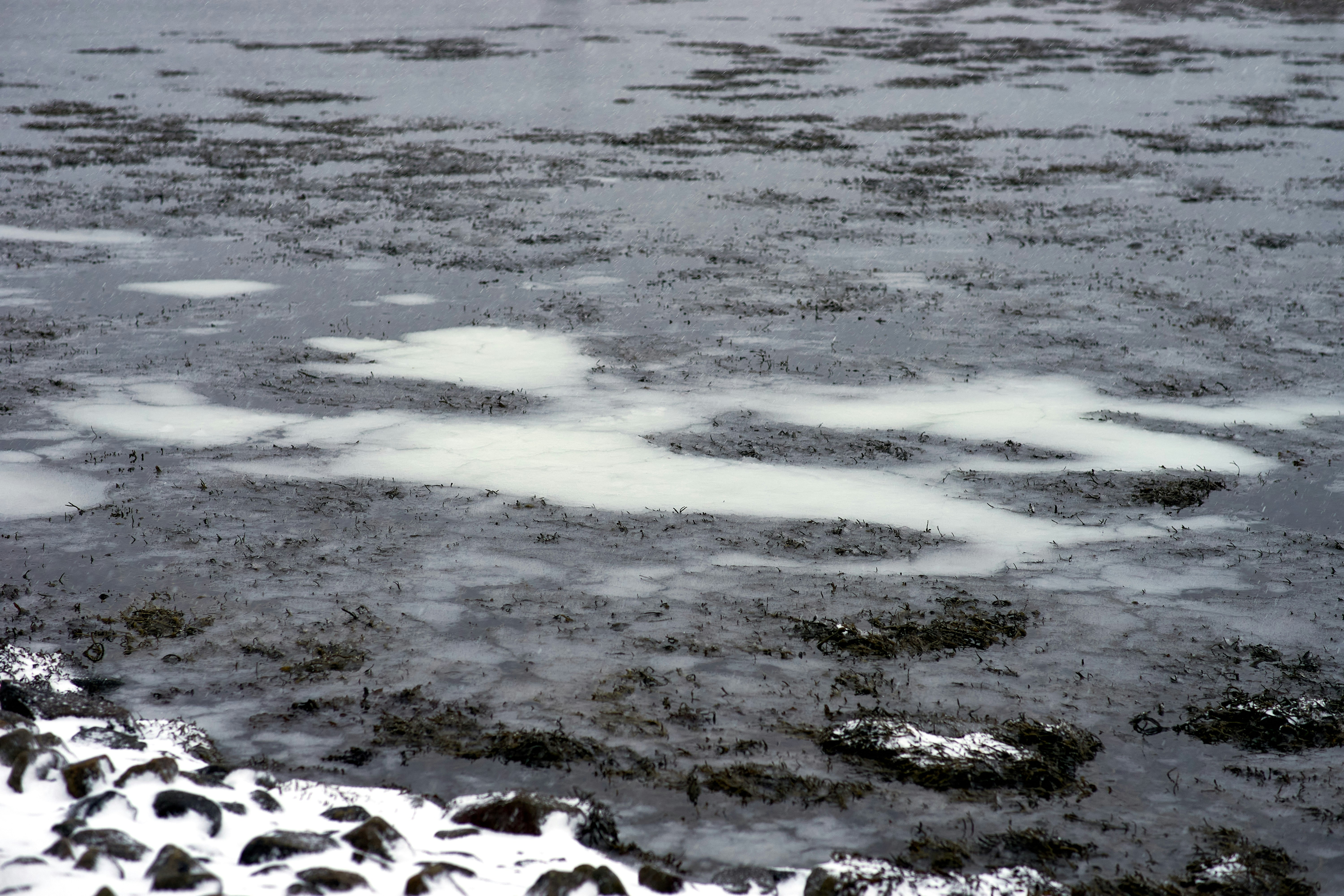 Photo by wolfgang_hasselmann