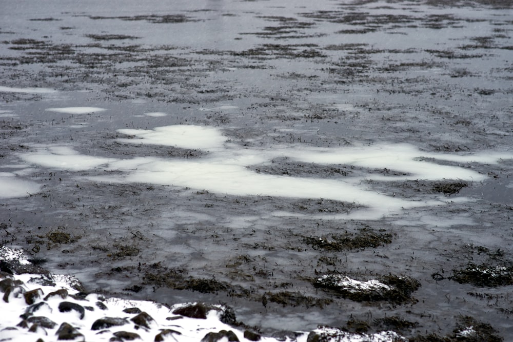 a group of birds standing on top of a snow covered field