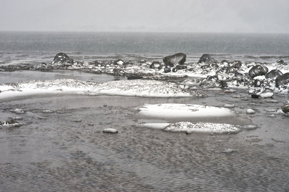 a group of animals standing on top of a snow covered beach