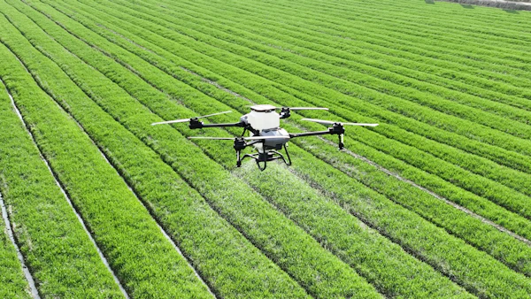A drone spraying rows of green crops