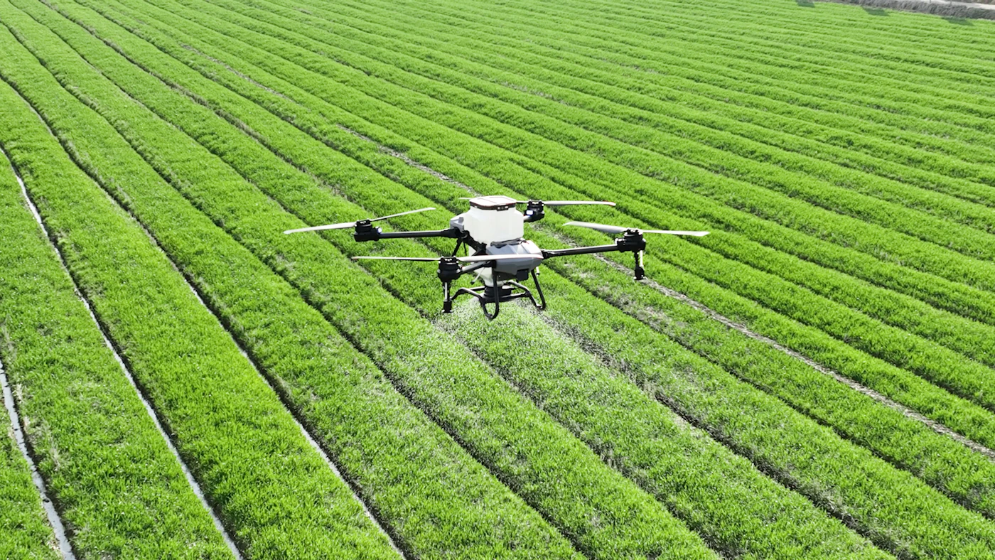 A drone spraying rows of green crops