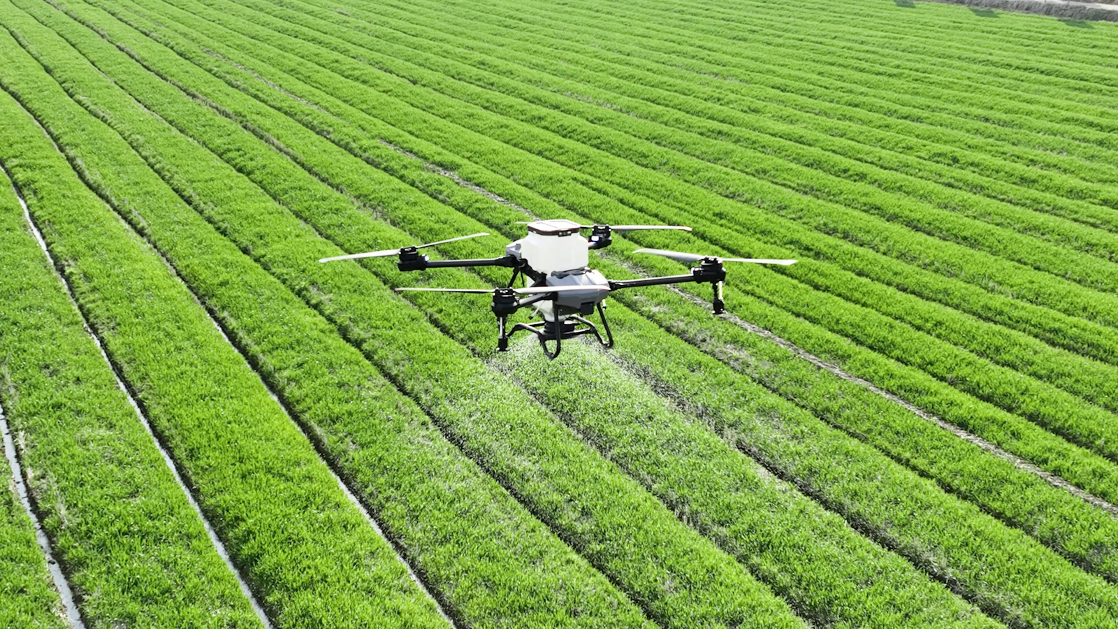 Drone pulvérisant des rangées de cultures, agriculture de précision