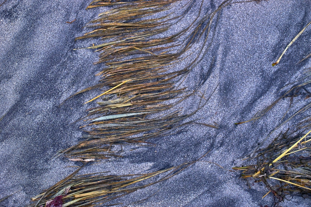 a close up of seaweed on a sandy beach