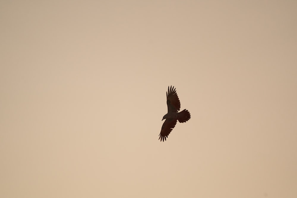 a large bird flying through a cloudy sky