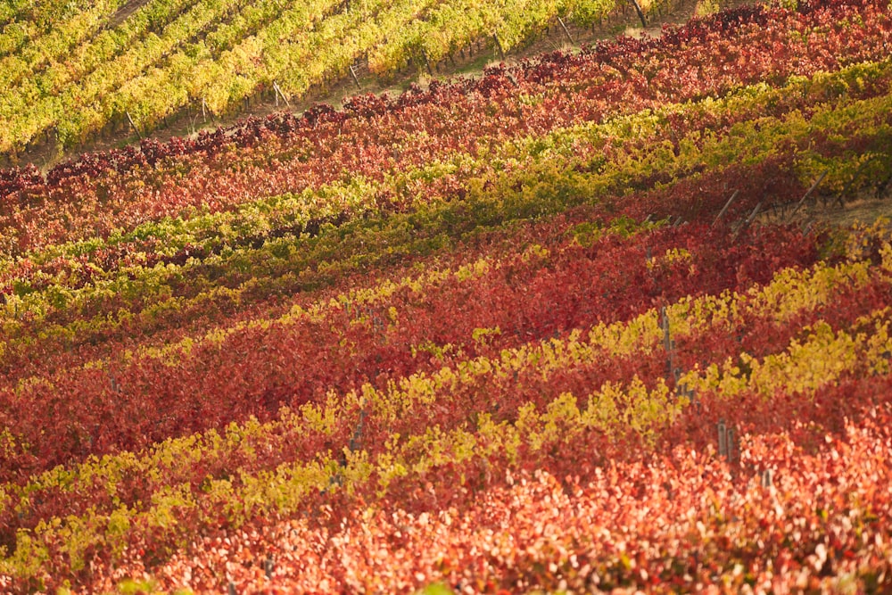 a view of a field with red and green plants