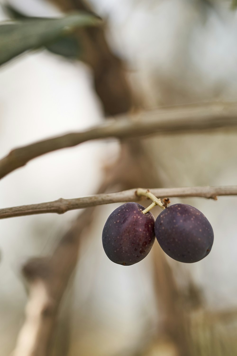 two plums hanging from a tree branch