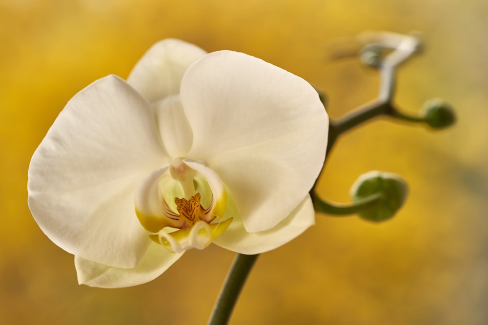 a close up of a white flower with a yellow background