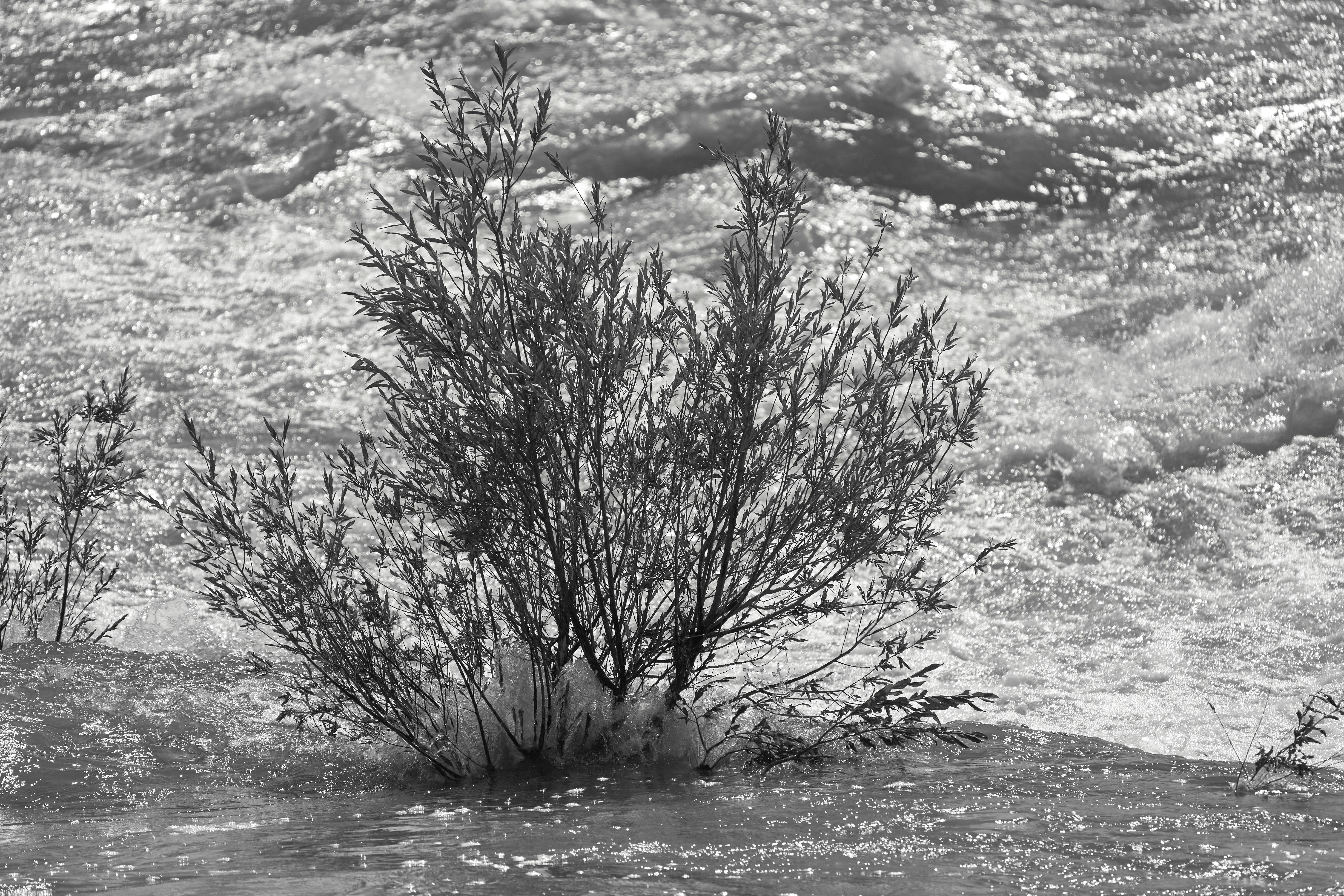 Photo by wolfgang_hasselmann