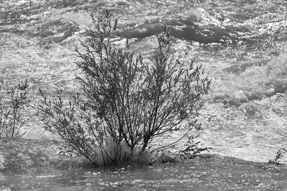 ein Schwarz-Weiß-Foto einer Pflanze im Wasser