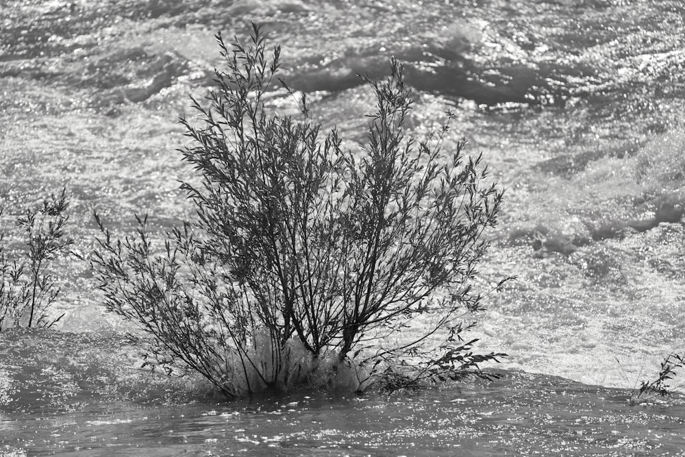 a black and white photo of a plant in the water