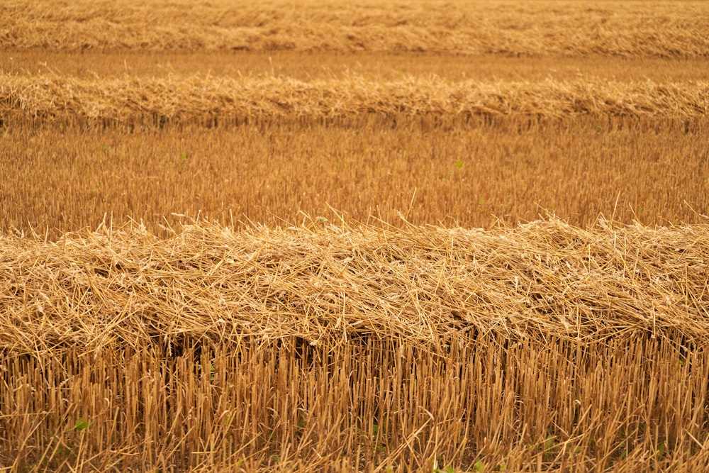 a large field of dry grass with a cow in the middle of it