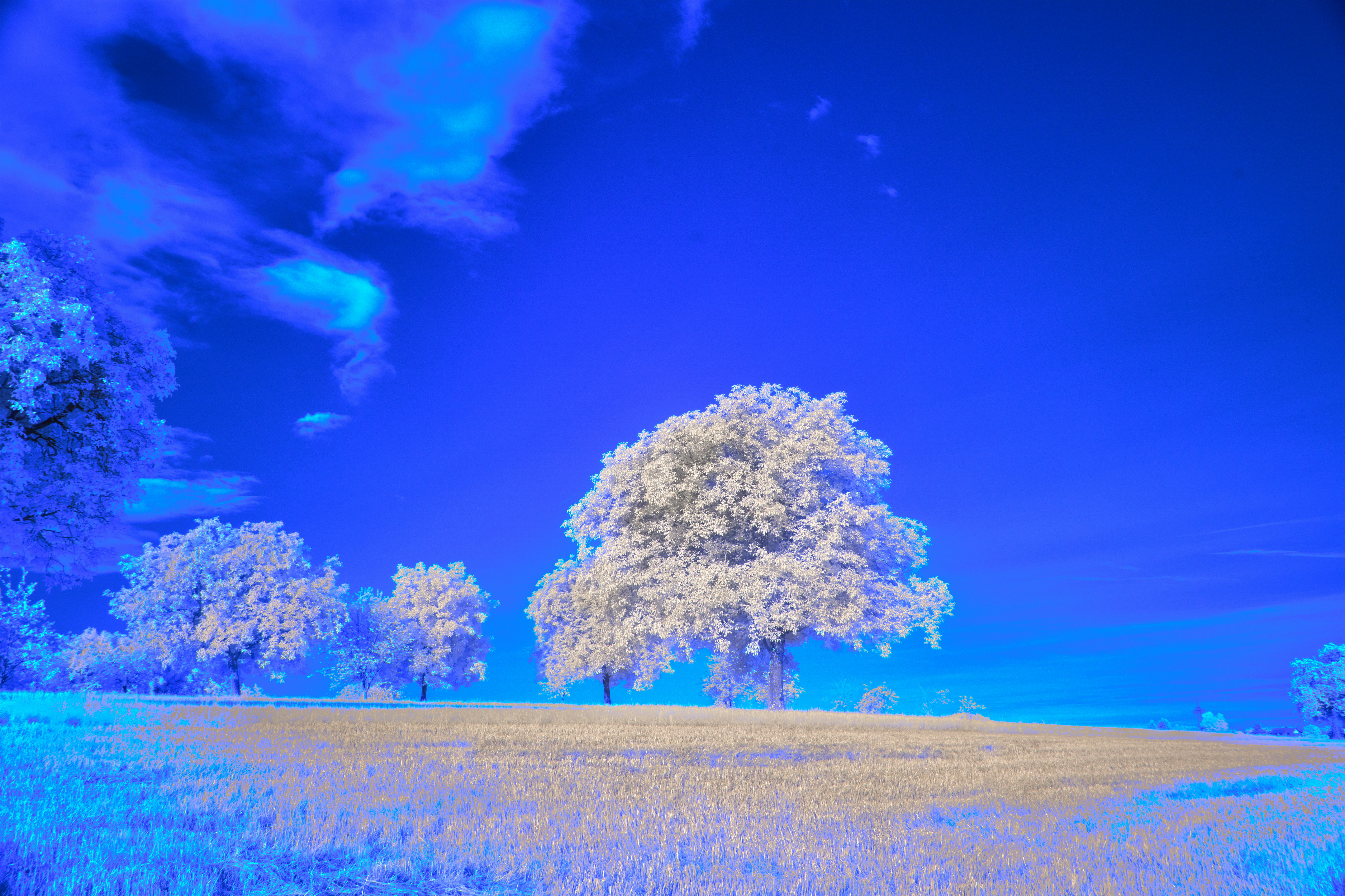 Photo by wolfgang_hasselmann