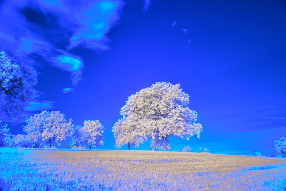 a tree in a field with a blue sky in the background