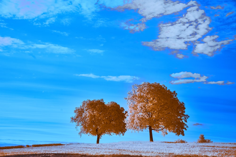 a couple of trees that are standing in the grass