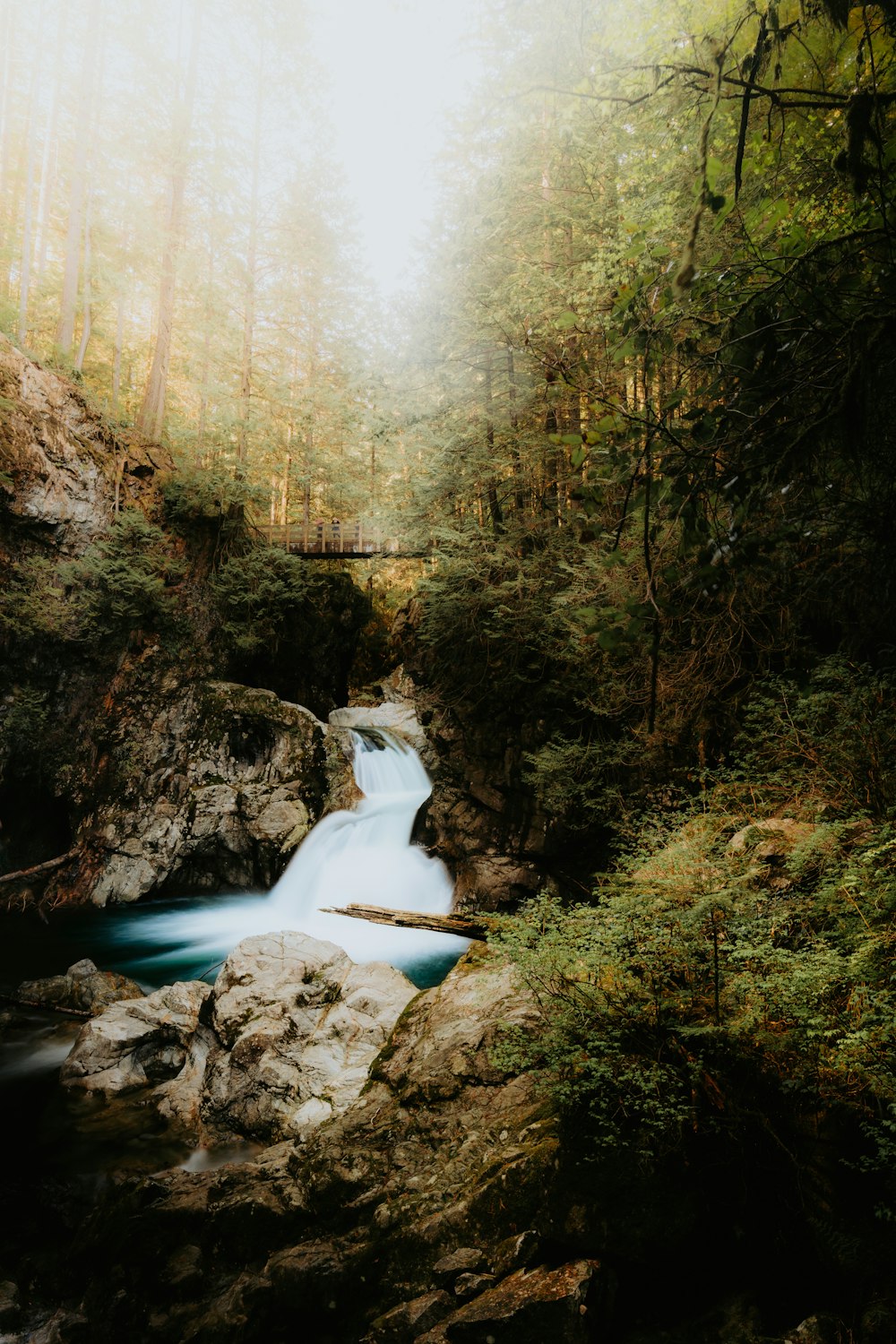 a river running through a lush green forest