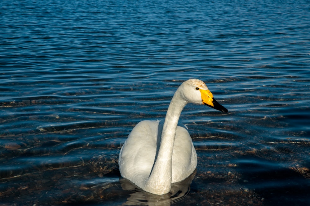 a white swan floating on top of a body of water