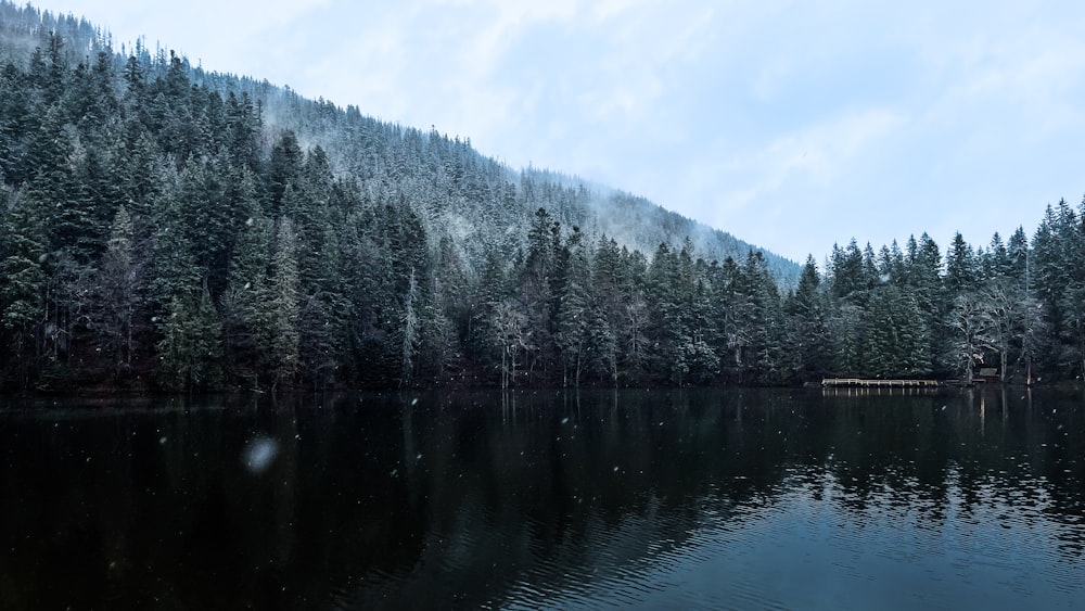 a body of water surrounded by a forest