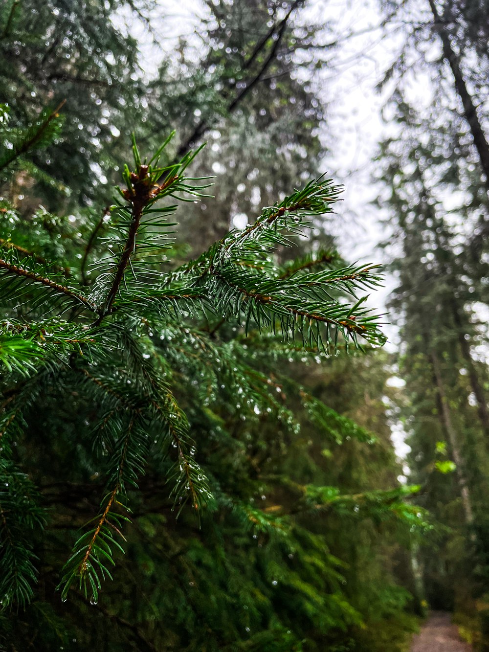 a road in the middle of a forest with lots of trees