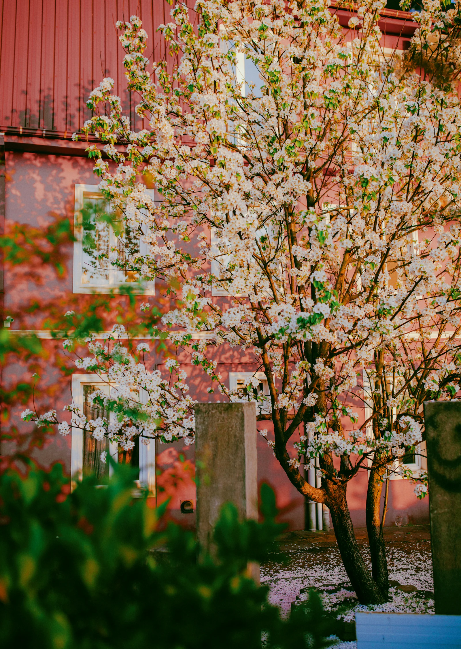 A tree in white bloom in front of a brick building.