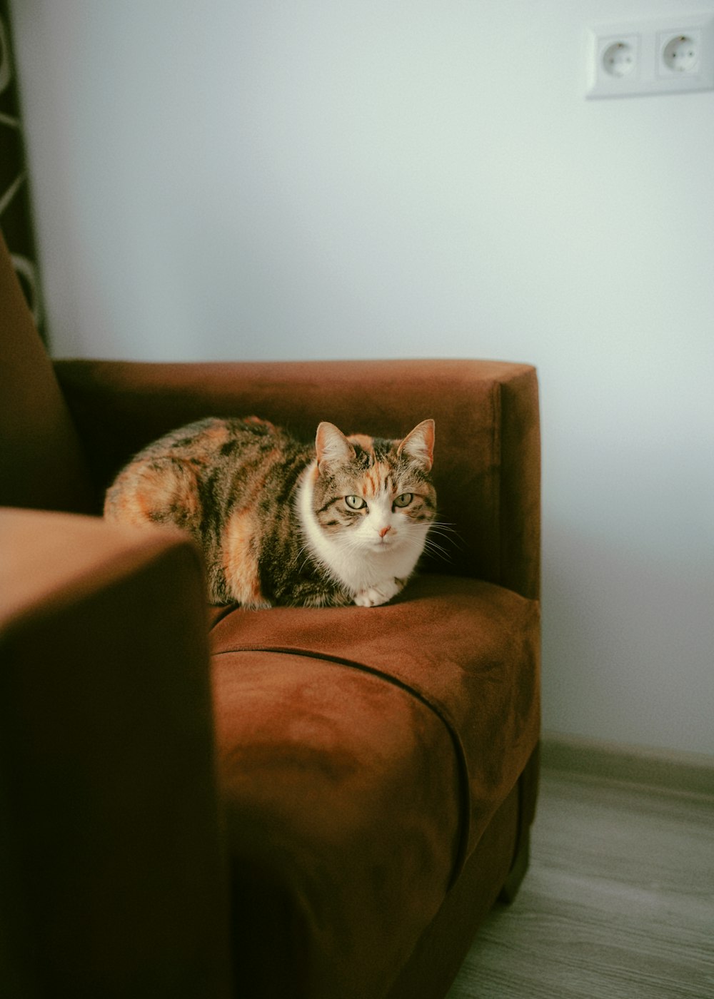 a cat sitting on a brown chair in a room