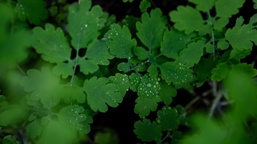 a close up of leaves with water droplets on them