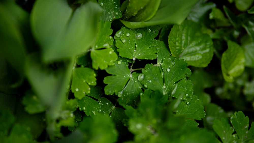 a bunch of green leaves with water droplets on them