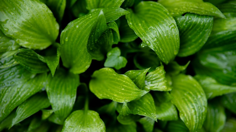 a close up of a bunch of green leaves