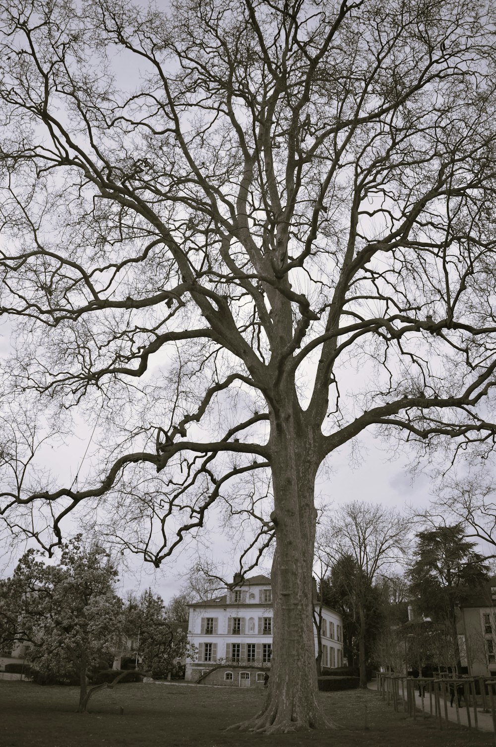 a large tree with no leaves in front of a house
