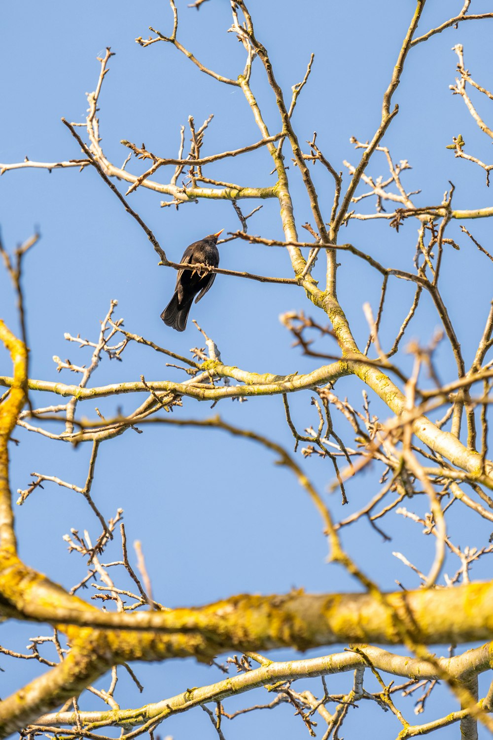 a bird is perched on a tree branch