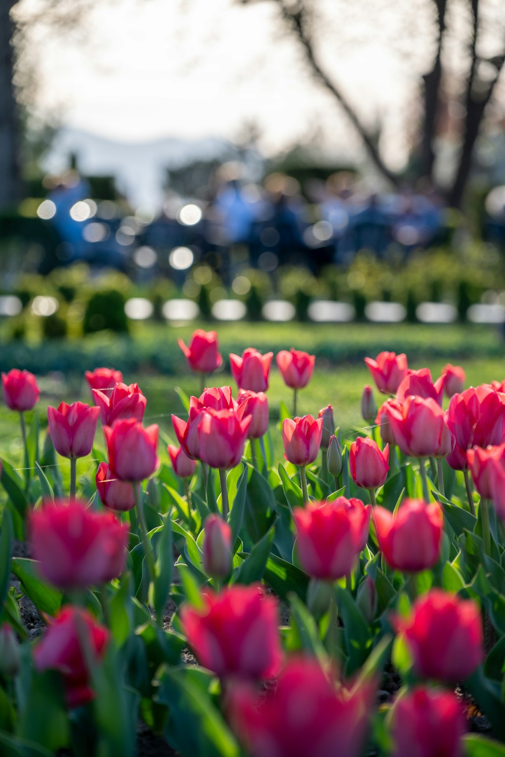 a field of pink tulips in a park