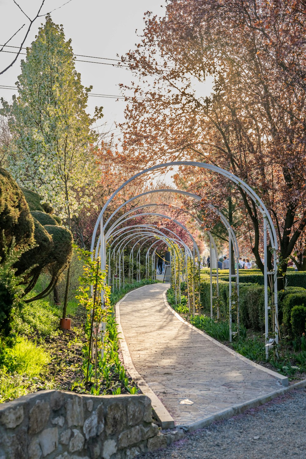 a walkway in a park lined with trees