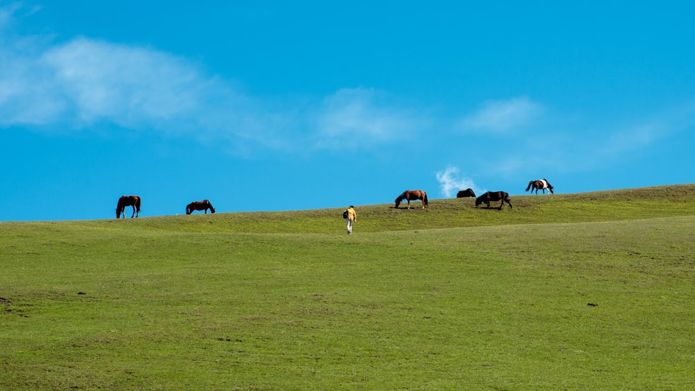 Eine Pferdeherde, die auf einem üppig grünen Hügel grast