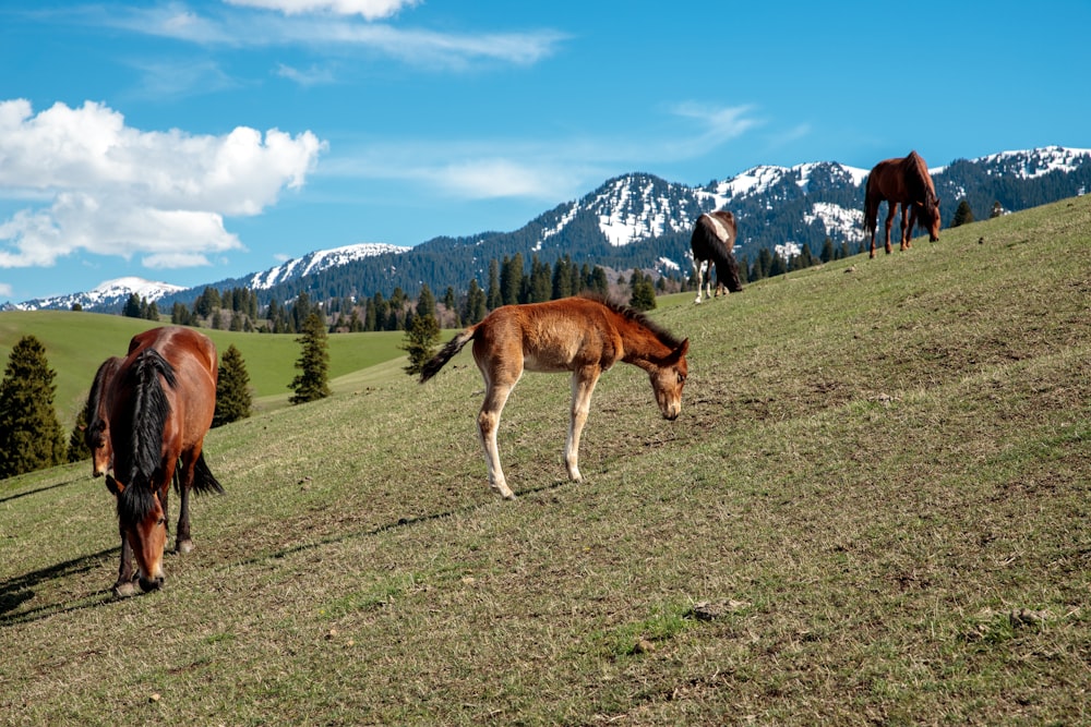 a group of horses grazing on a grassy hill