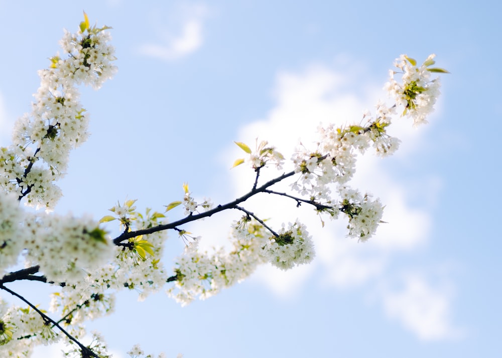 a branch of a tree with white flowers