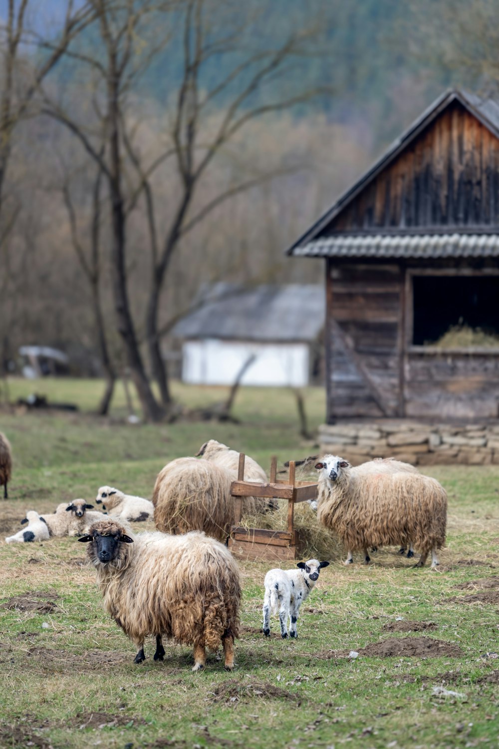 a herd of sheep standing on top of a grass covered field