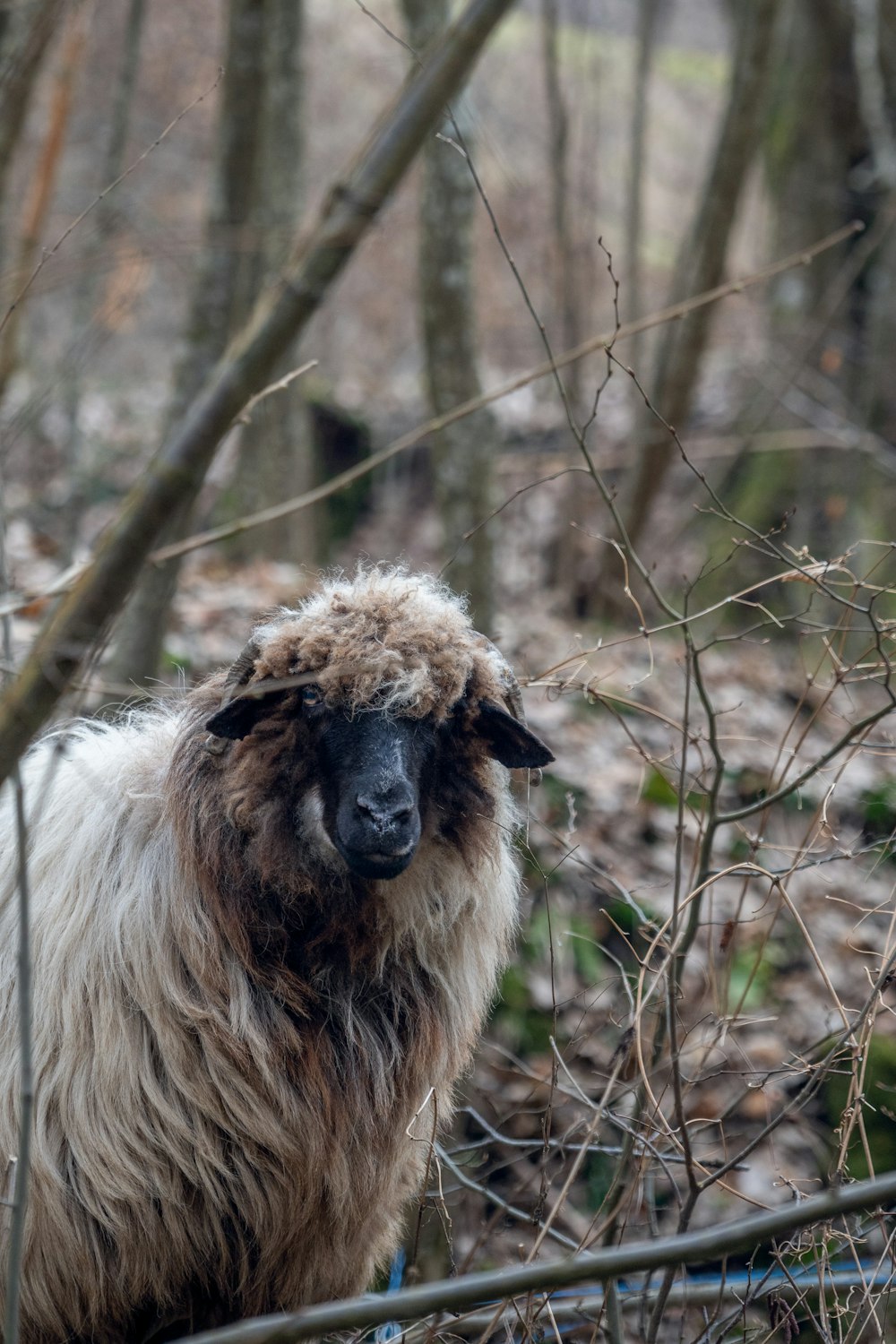 a sheep standing in a wooded area next to a fence