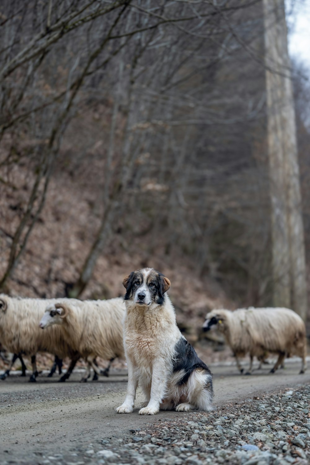 a dog is sitting on the side of the road in front of a herd of