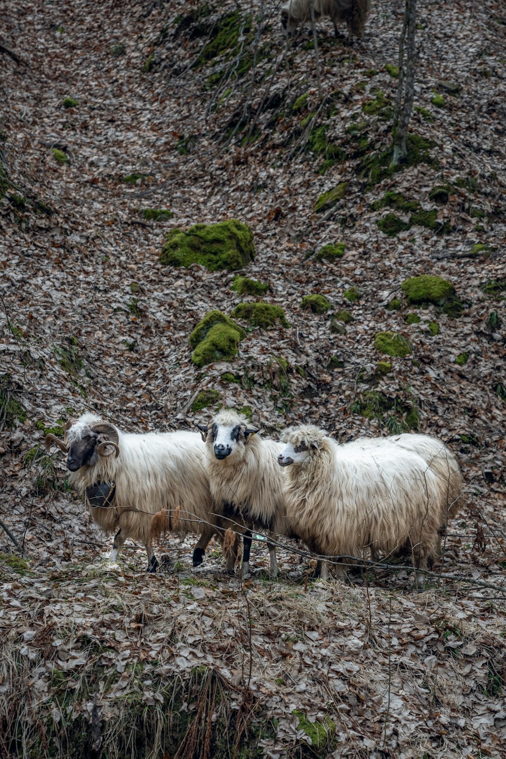 two sheep standing next to each other on a hillside